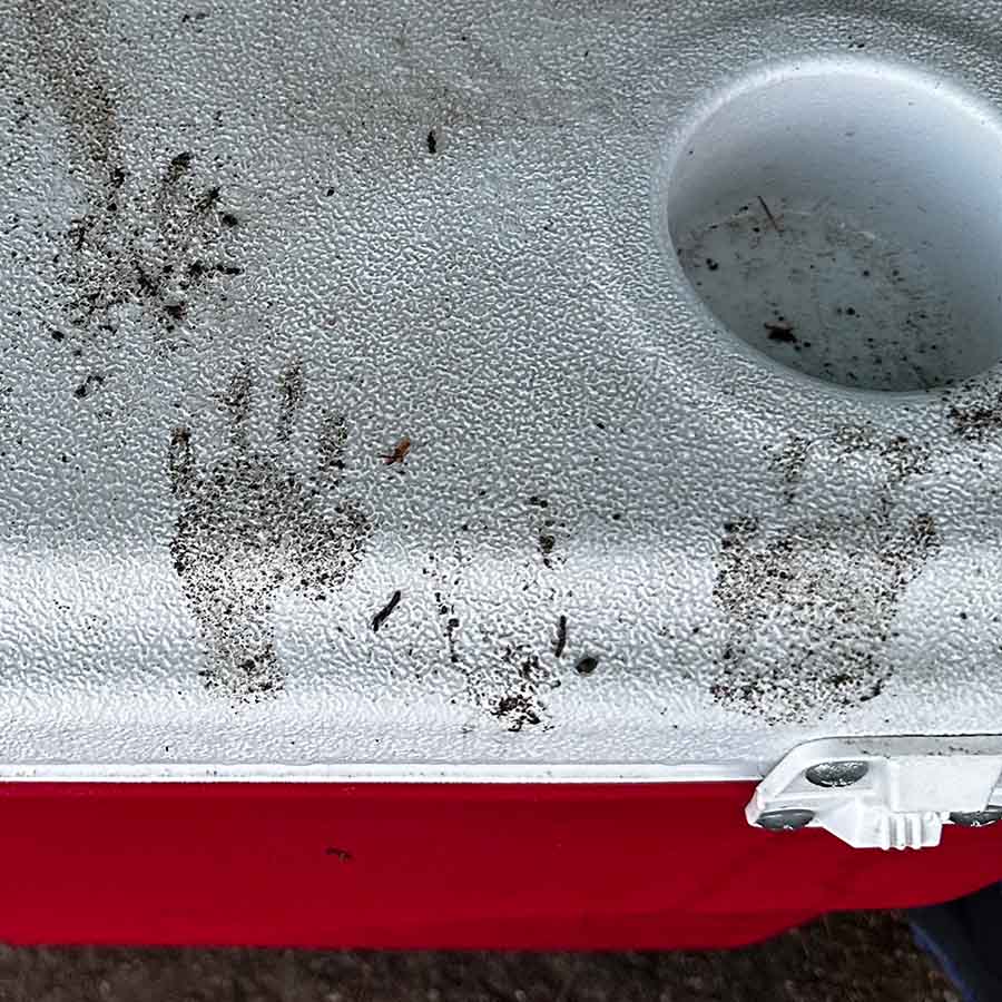 Ep. 259 – Perfect Little Muddy Raccoon Prints